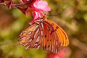 Gulf Fritillary Butterfly